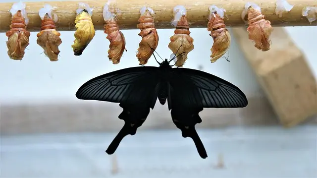 Wie Unternehmensberatung bei der digitalen Transformation unterstützt